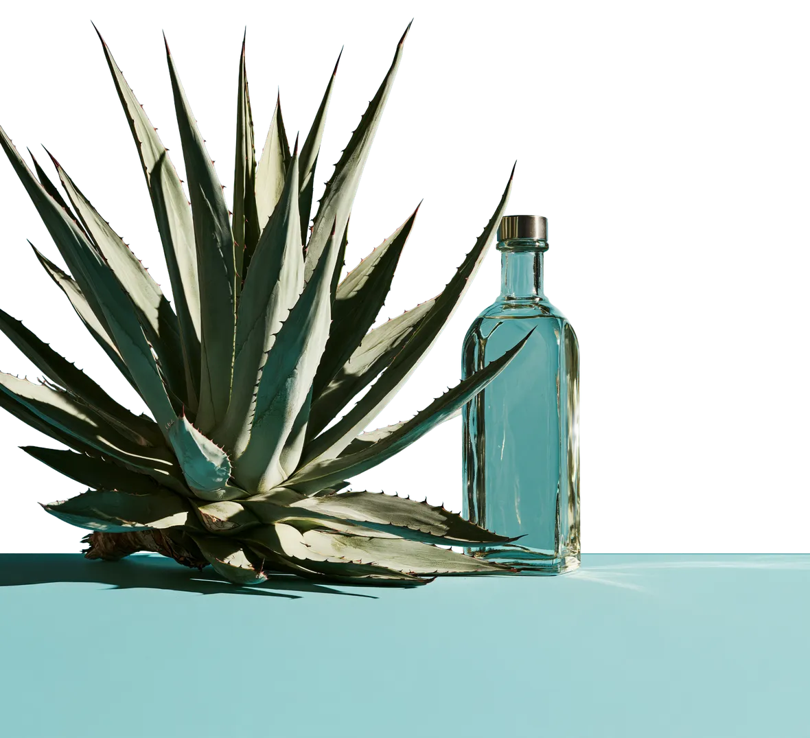 Planta de agave junto a una botella de vidrio sobre una base turquesa